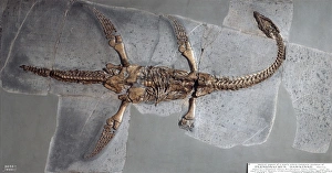 Extinct/Plesiosaurs