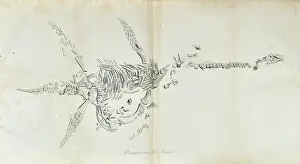 Lyme Prints: Plesiosaurus from Lyme Regis