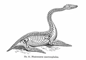 1804 1892 Collection: Plesiosaurus macrocephalus