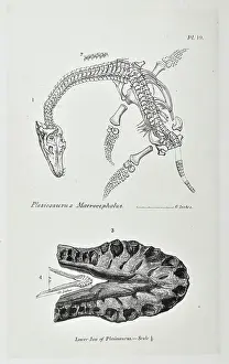 Fellow Prints: Plesiosaurus macrocephalus