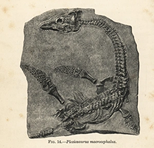 Extinct/Plesiosaurus