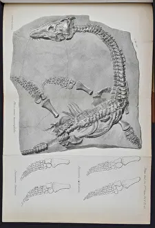 Fellow Prints: Plesiosaurus macrocephalus (lithograph)