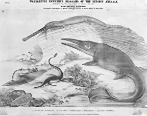 Bivalve Collection: Plesiosaurus, Telesaurus, Ichthyosaurus, Pentacrinites, Ammo