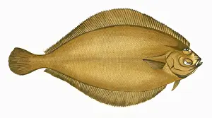 Pleuronectes cynoglossus, or Craigfluke