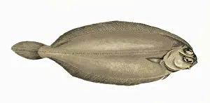 Flounder Prints: Pleuronectes elongatus, or Long Flounder