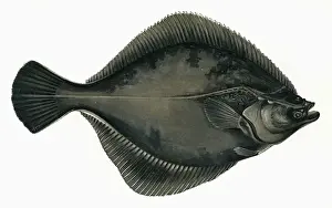 Flounder Prints: Pleuronectes flesus, or European Flounder