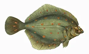 Spots Prints: Pleuronectes platessa, or European Plaice