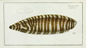 Bony Fish Collection: Pleuronectes zebra (Synaptura zebra)