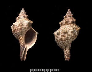 Mollusc Collection: Pleuroploca trapezium, trapezium horse conch