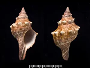 Pleuroploca trapezium, trapezium horse conch