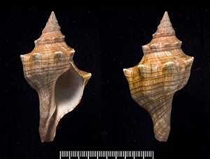 Bivalve Collection: Pleuroploca trapezium, trapezium horse conch