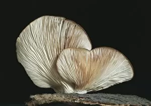 Agaricomycetes Gallery: Pleurotus ostreatus, oyster mushroom