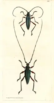 Virens Prints: Plinthocoelium columbinum beetle