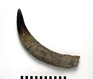 Pliosaurus ferox tooth