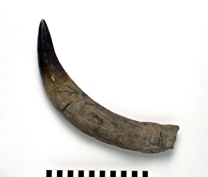 Extinct/Plesiosaurs
