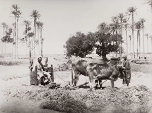 Plow Gallery: Ploughen with oxen, Egypt, agriculture