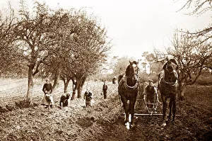 Ploughing early 1900s