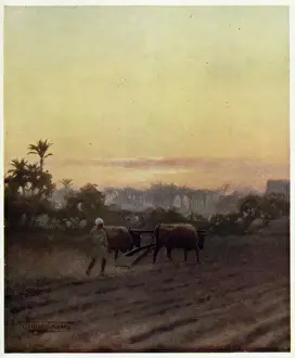Ploughing, Egypt