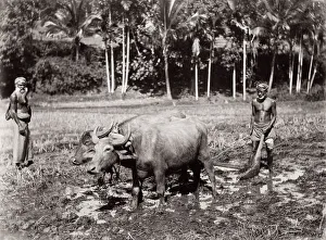 Ploughing a field with oxen, India or Ceylon, Sri Lanka