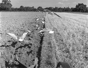 Ploughing Gulls Ploughing Gulls