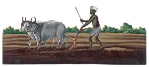 Ploughing, India