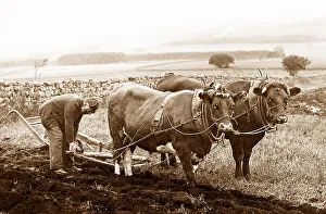 Ploughing with oxen in England