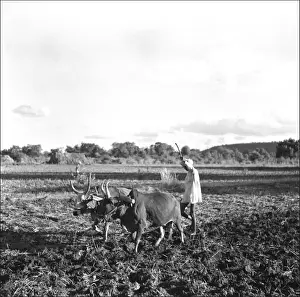 Madhya Prints: Ploughing with oxen, Madhya Pradesh, Central India