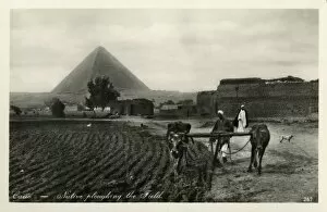 Fertile Collection: Ploughing with Oxen near Pyramids, Giza, Cairo, Egypt