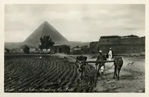 Ploughing Prints: Ploughing with Oxen near Pyramids, Giza, Cairo, Egypt