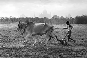 Ploughing with oxen, Taj Mahal, India