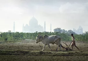 Plow Gallery: Ploughing with oxen, Taj Mahal, India