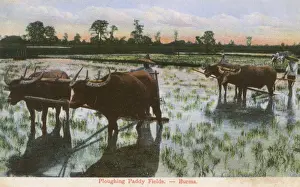Ploughing Prints: Ploughing a Rice Paddy Field in Myanmar