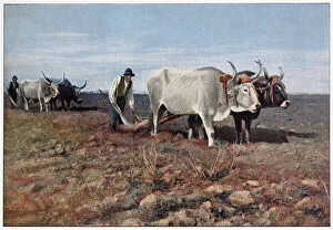 Images Dated 6th April 2021: Ploughing in the Roman Campagna, with two pairs of oxen Date: 1890s