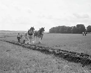 Ploughing with a team of Shire horses