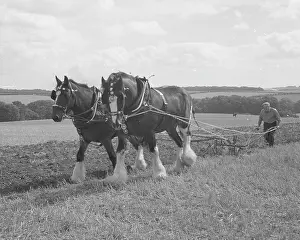Ploughing with a team of Shire horses
