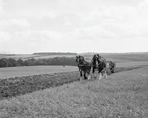 Shire Prints: Ploughing with a team of Shire horses