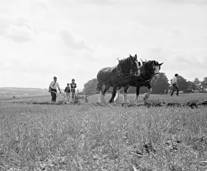 Ploughing with a team of Shire horses