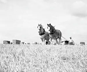 Ploughing Prints: Ploughing with a team of Shire horses
