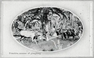 Plough Prints: Ploughing with teams of horses in Iraq