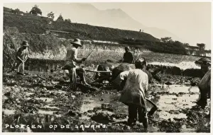 Ploughing Teams in the rice fields, Indonesia