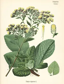 Inula Prints: Ploughmans spikenard, Inula conyza
