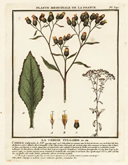 Ploughman's-spikenard, Inula conyza