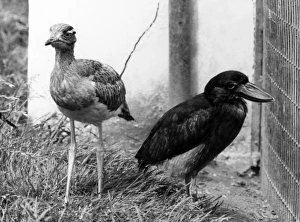 Images Dated 8th April 2011: Plover and Heron