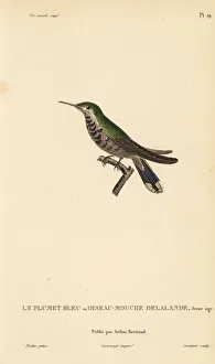Colibris Collection: Plovercrest, Stephanoxis lalandi (Ornismya