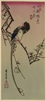Plum blossom and magpie (long tailed cock onagadori)