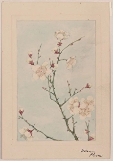 Plum branches with blossoms