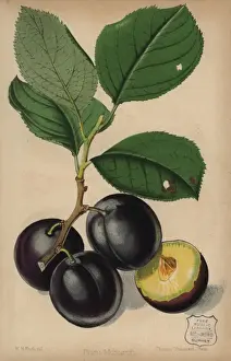 Severeyns Prints: Plum cultivar, Monarch, Prunus domestica