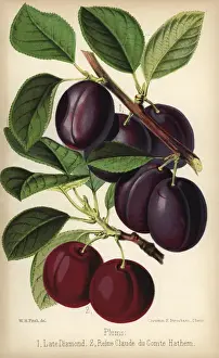 Prunus Prints: Plum cultivars: Late Diamond and Reine Claude