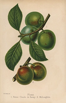 Florist Gallery: Plum cultivars: Reine Claude de Bavay and McLaughlin