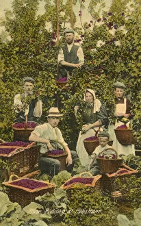 Plum picking at Evesham, Worcestershire